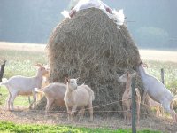 Koze na eko imanju Zrno, Habjanovac