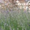 Lavanda