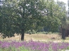 Cvjetno polje, Repinec